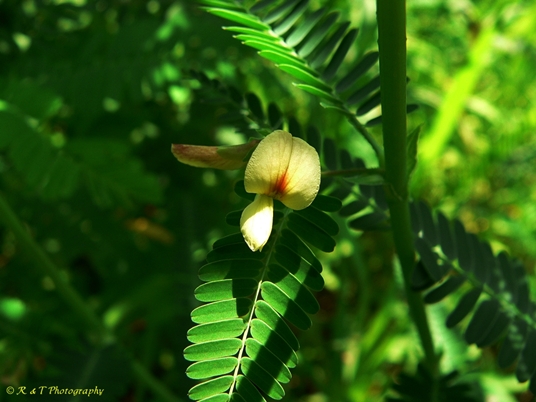 {Sesbania herbacea}